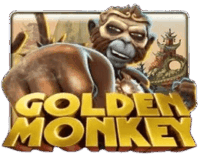 Golden Monkey Golden Monkey